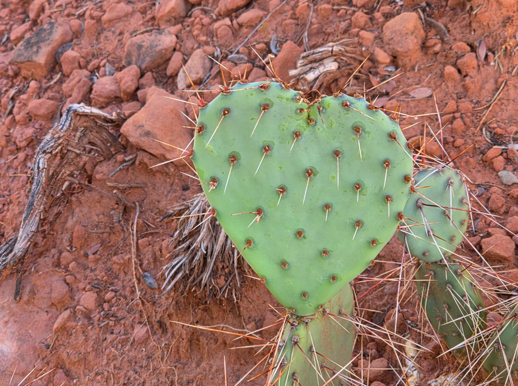 7 Things You'll See on a Jeep Tour Through Sedona's Red Rock Country 2 jeep tour